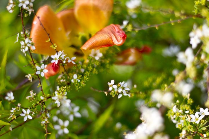 Flower Garden.jpg